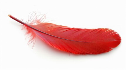 A closeup shot of an isolated red feather,Red Feather,Colorful red feather isolated on white background, swan feather,Elegant red feather isolated on the white background,red feather on a white 



