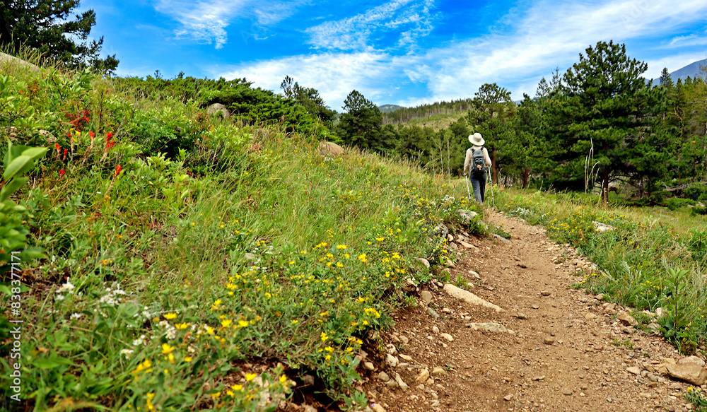 Wall mural colorado hiking with wildflowers