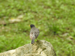 American robin perched on a rock in Northampton county, Pennsylvania.