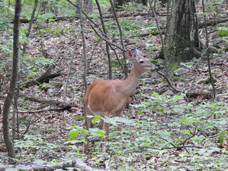 A doe, whitetail deer, feeding on the green foliage in the woodland forest of Northampton County, Pennsylvania. 