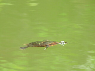 A small eastern painted turtle swimming in a woodland pond located in Northampton County, Pennsylvania.
