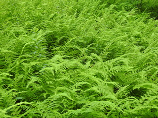 Eastern hay-scented fern growing wild in the woodland forest of the Pocono Mountains, Northampton County, Pennsylvania.