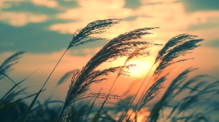 Sunset view through tall grasses swaying in the wind with a colorful sky in the background