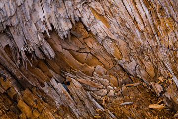 Closeup of rich colors and textures of driftwood
