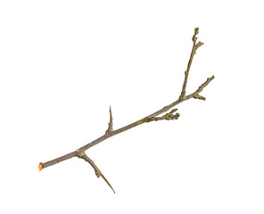 dry twig on white isolated background