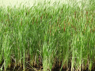 Narrowleaf cattail growing wild along the wetland shores of Minsi Lake, Northampton county, Pennsylvania.