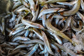 halfbeak spipe needle fish in hand in nice blur background HD