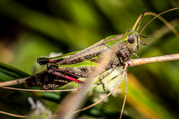 grasshopper on the leaf