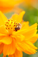 Bee and Yellow flower, Close up bee with Cosmos yellow flower in the garden, abundance field with blur background..