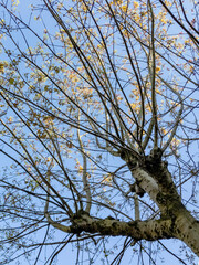 Glasgow, Scotland, UK