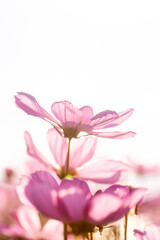Obraz premium Beautiful blossom pretty pink cosmos flower and sunset light in the garden