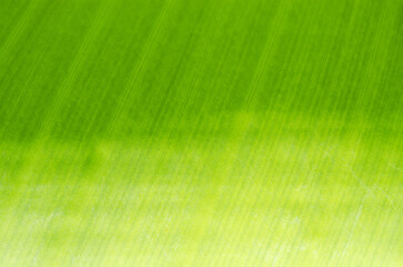 Beautiful close up tropical banana leaf texture background, abstract backdrop