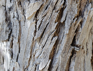 Closeup of grey tree trunk texture, nature background