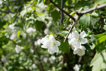 flower, blossom, nature, tree, outdoor, season, springtime, plant, petal, horizontal, no people, blooming, background, garden, growth, photography, color image, bloom