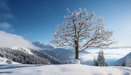 Obraz premium winter landscape with trees snowy, road, park, path, outdoors, field, view, scenery, woods