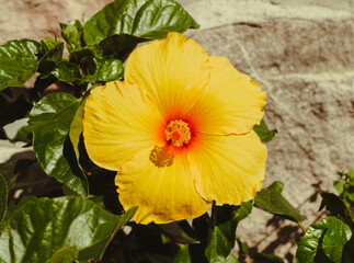 Yellow hibiscus
