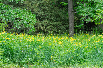 Yellow flowers celandine grow in fields and meadows. Blooming medicinal chelidonium plant of the poppy family papaveraceae. Widely used in traditional alternative medicine. Wildflower blossom spring.