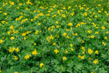 Fototapeta premium Yellow flowers celandine grow in fields and meadows. Blooming medicinal chelidonium plant of the poppy family papaveraceae. Widely used in traditional alternative medicine. Wildflower blossom spring.