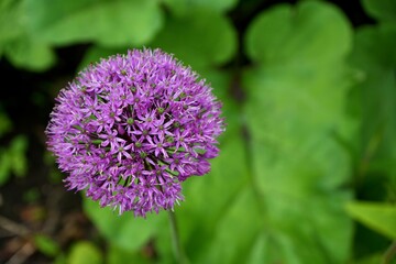 Fototapeta premium A Beautiful Purple Giant Onion Flower, Allium Giganteum, with green leaves behind.