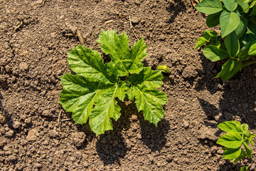 Hogweed sprouts in the ground. Dangerous weed