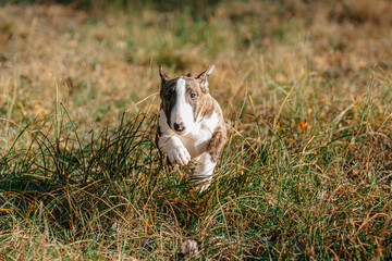 running bullterier miniature