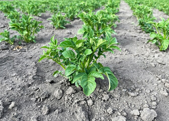 potato bushes growing in the garden bed