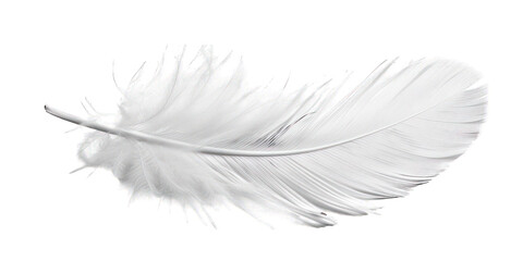 PNG White feather white background lightweight