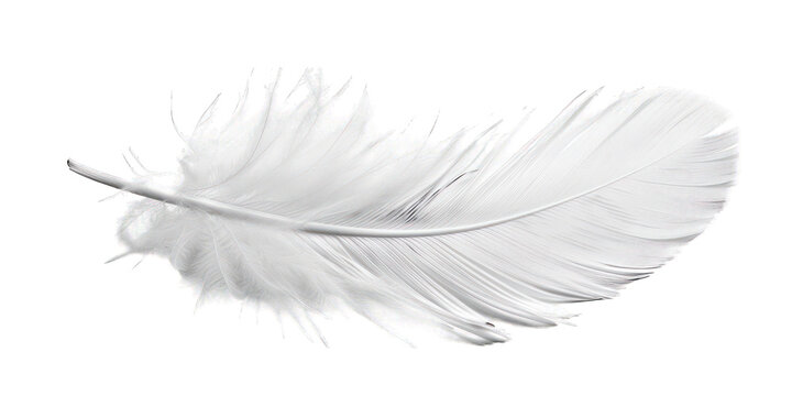 Fototapeta PNG White feather white background lightweight