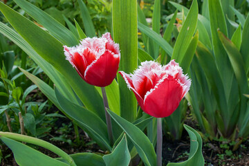 Beautiful red tulips with white fringe growing in the garden in spring.