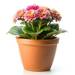 Fototapeta premium Flower in a pot isolated on white background