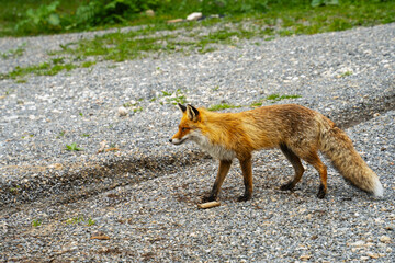 Profile view of a beautiful red fox looking attentively forward while standing on a gravel road