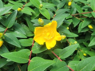 Kerhinet, Parc Naturel R&eacute;gional de Bri&egrave;re, Loire Atlantique, Pays de Loire, France, Europe