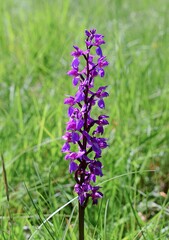 Epi de fleurs violettes d'Orchis mâle (Orchis mascula) se dressant dans une prairie ensoleillée.