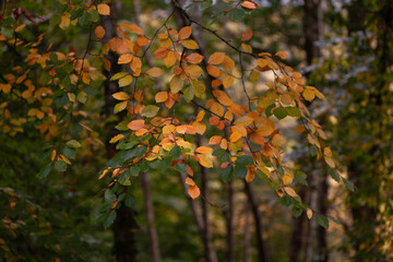 Tree branch with beautiful autumn bright leaves. Autumn landscape.