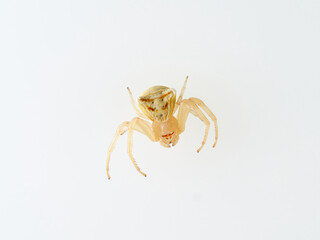 Female Yellow European Crab Spider on a white background. Thomisus onustus.