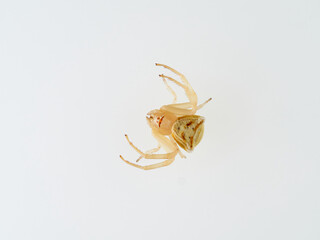 Female Yellow European Crab Spider on a white background. Thomisus onustus.