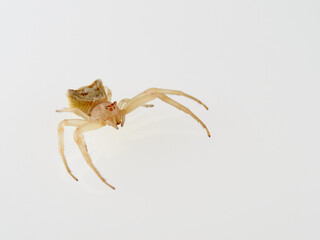 Female Yellow European Crab Spider on a white background. Thomisus onustus.