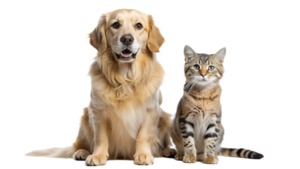 a golden retriever dog sitting next to a tabby cat on a white background