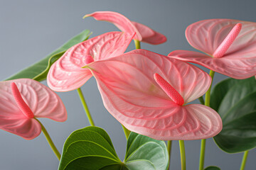 pink lily flower with green leaves, A high-definition, super realistic close-up image of pink anthuriums set against a gray background