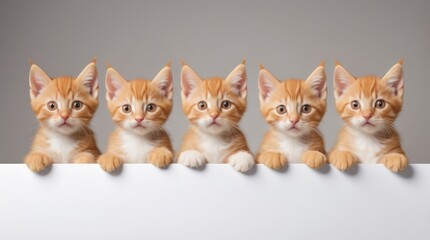 An adorable orange kitten with big eyes peeking curiously over a blank surface. Kitten head with paws up peeking over blank white sign placard. Pet kitten curiously peeking behind white background. 