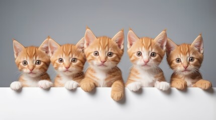 An adorable orange kitten with big eyes peeking curiously over a blank surface. Kitten head with paws up peeking over blank white sign placard. Pet kitten curiously peeking behind white background. 