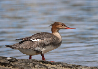 Red-breasted merganser