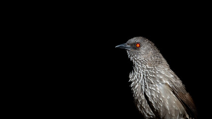 Arrow-marked Babbler posing