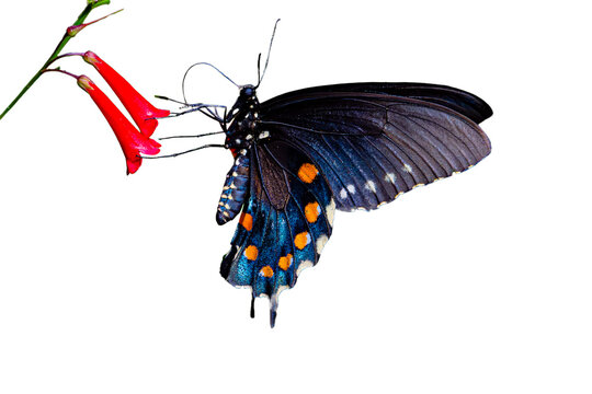 Pipevine Swallowtail (Battus philenor) Photo, Feeding on Fountain plant ((Russelia equisetiformis), on a Transparent PNG Background