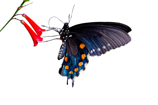 Pipevine Swallowtail (Battus philenor) Photo, Feeding on Fountain plant ((Russelia equisetiformis), on a Transparent PNG Background