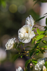 Roses blooming on the boulevard in Baku