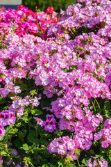 Petunia blooming on the boulevard in Baku