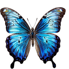  Morpho Butterfly isolated on white background - Stunning Iridescent Blue Wings (High-Resolution PNG)