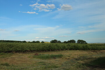 Obraz premium A field with trees and blue sky