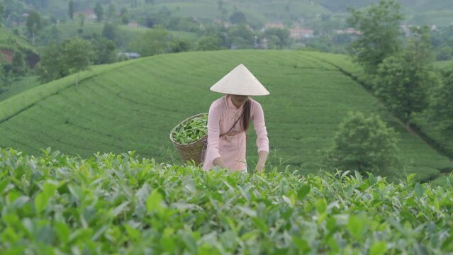 A farmer planting green fresh tea or strawberry farm, agricultural plant fields with mountain hills in Asia. Rural area. Farm pattern texture. Nature landscape, Long Coc, Vietnam. People lifestyle.